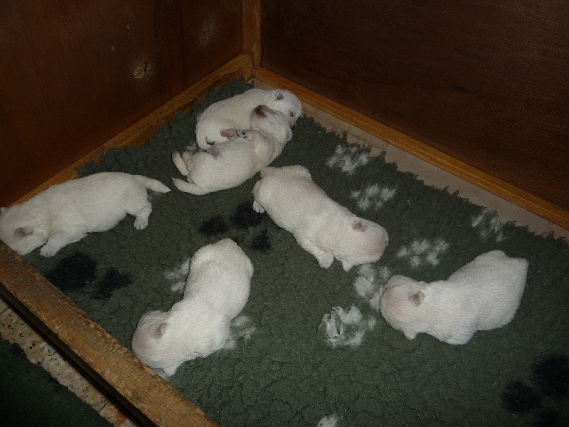 des O'Connelli - West Highland White Terrier - Portée née le 07/05/2011