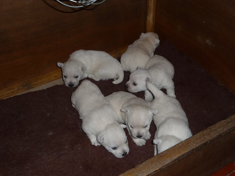 des O'Connelli - West Highland White Terrier - Portée née le 08/02/2010
