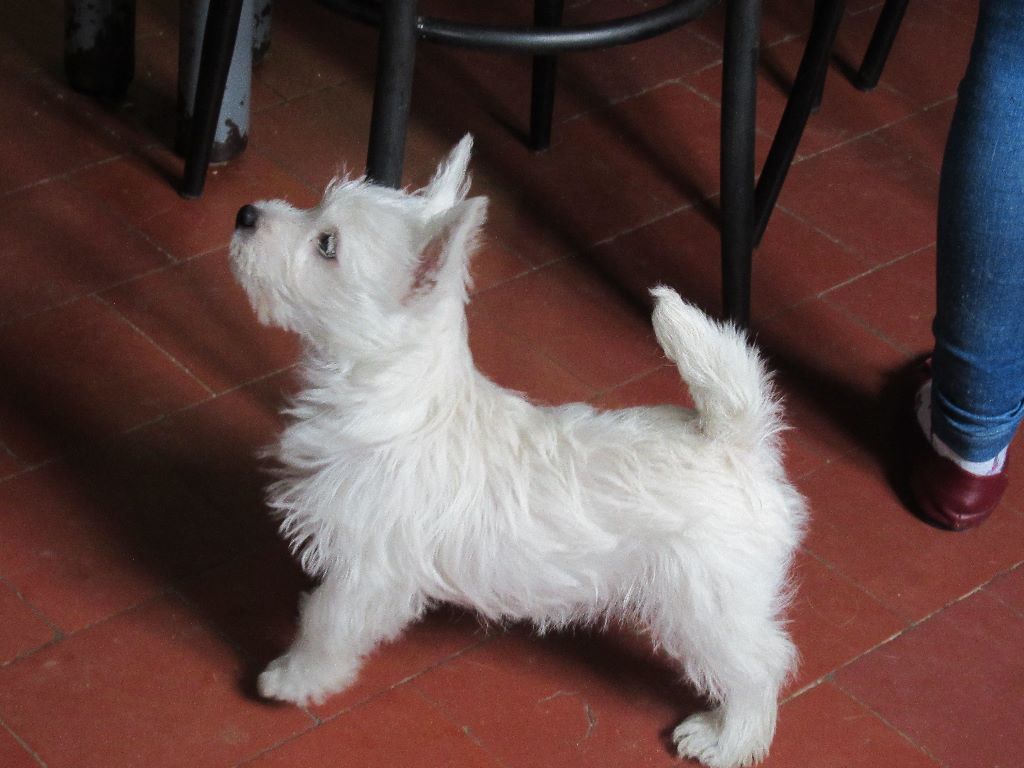 des O'Connelli - West Highland White Terrier - Portée née le 27/01/2019