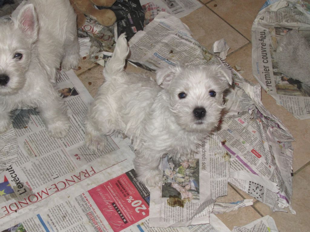 des O'Connelli - West Highland White Terrier - Portée née le 08/01/2021