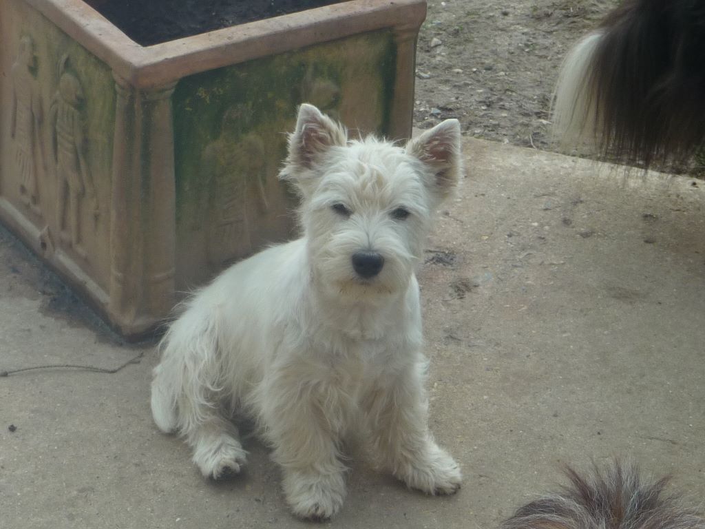 des O'Connelli - West Highland White Terrier - Portée née le 10/11/2017