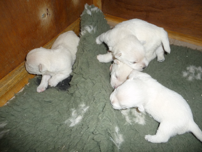 des O'Connelli - West Highland White Terrier - Portée née le 31/05/2010
