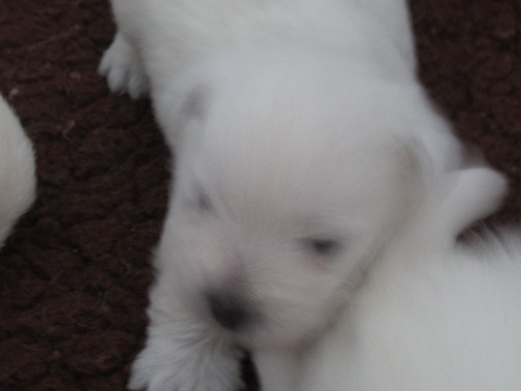 des O'Connelli - Chiot disponible  - West Highland White Terrier