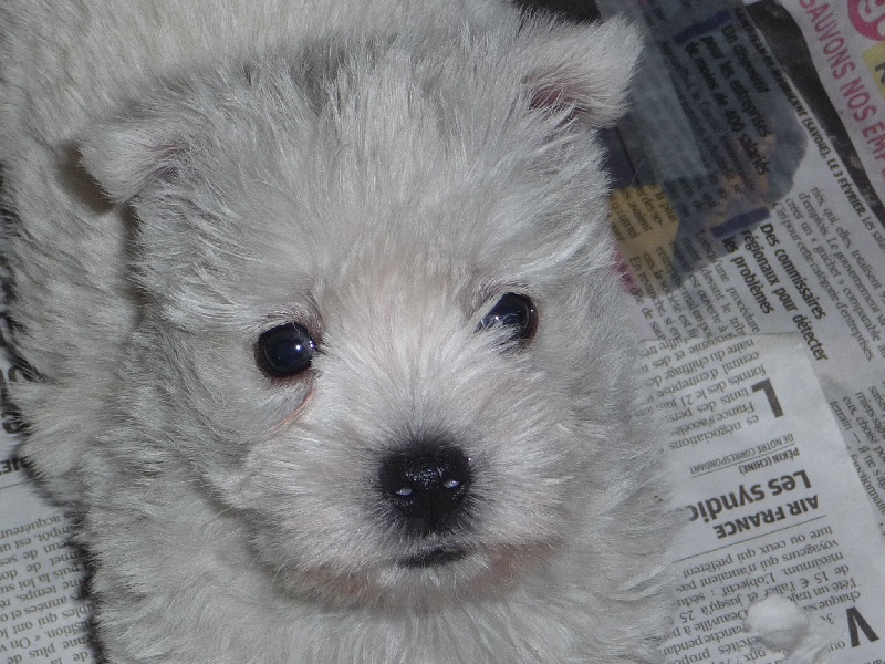 des O'Connelli - West Highland White Terrier - Portée née le 06/08/2012