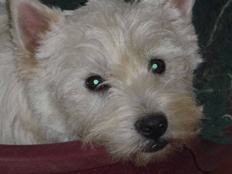 des O'Connelli - West Highland White Terrier - Portée née le 23/09/2013
