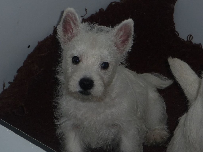 des O'Connelli - West Highland White Terrier - Portée née le 15/06/2015