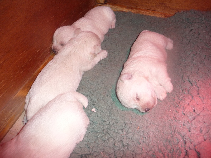 des O'Connelli - West Highland White Terrier - Portée née le 11/12/2008