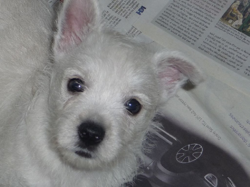 des O'Connelli - West Highland White Terrier - Portée née le 25/09/2016