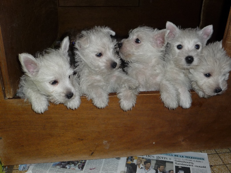 des O'Connelli - West Highland White Terrier - Portée née le 09/09/2009