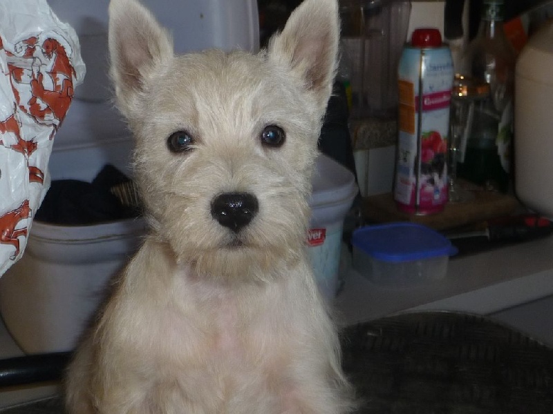 des O'Connelli - West Highland White Terrier - Portée née le 27/08/2014