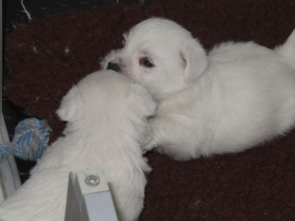 des O'Connelli - Chiot disponible  - West Highland White Terrier