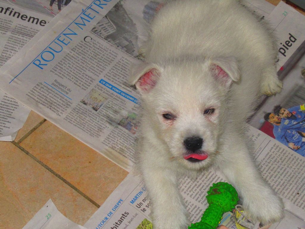 chiot West Highland White Terrier des O'Connelli