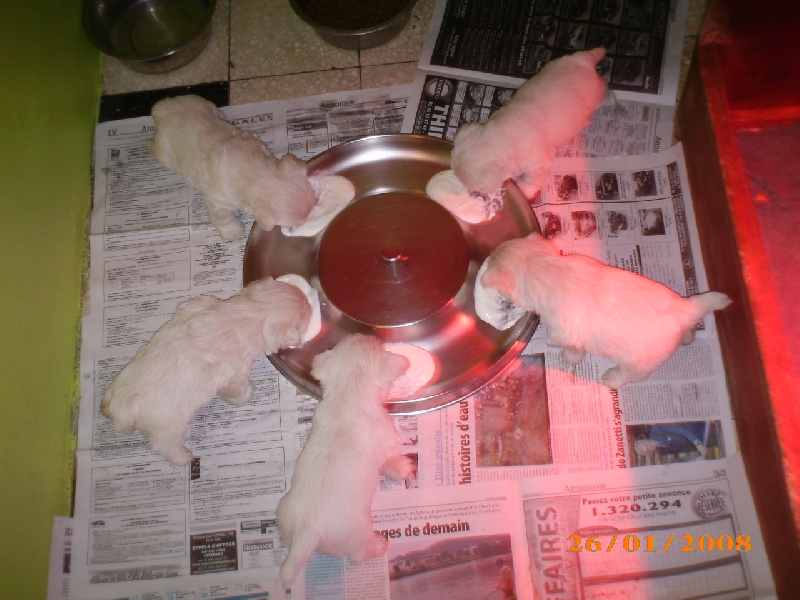 des O'Connelli - West Highland White Terrier - Portée née le 26/12/2007
