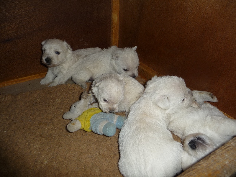 des O'Connelli - West Highland White Terrier - Portée née le 26/01/2012