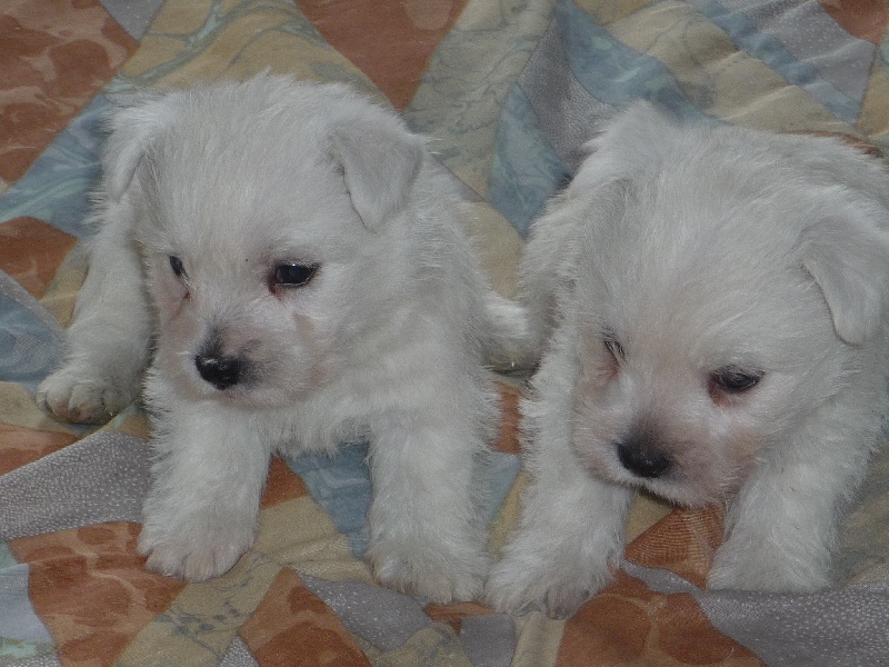 des O'Connelli - West Highland White Terrier - Portée née le 10/07/2014