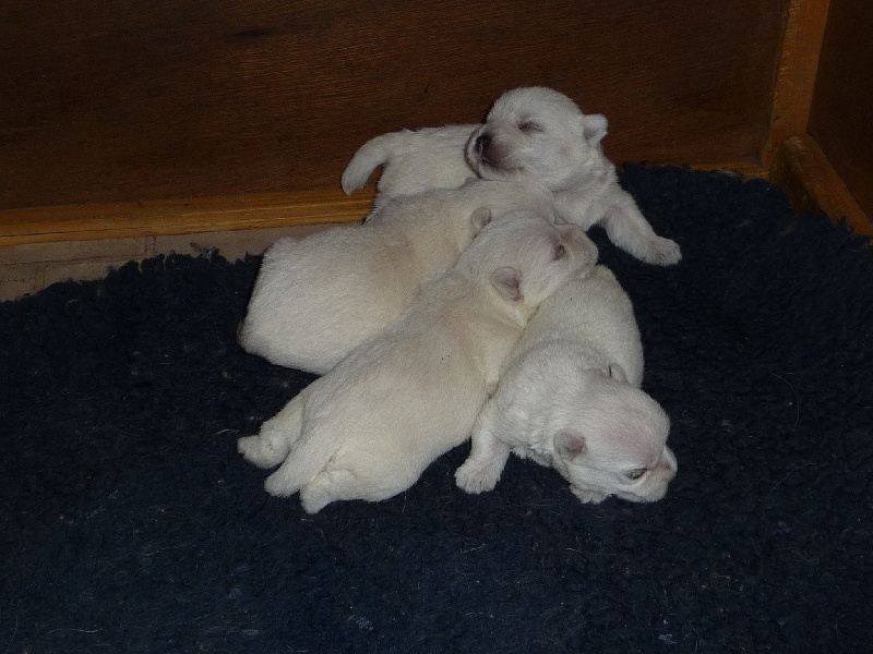 des O'Connelli - West Highland White Terrier - Portée née le 24/05/2009