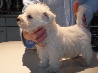 des O'Connelli - West Highland White Terrier - Portée née le 14/01/2011