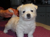 des O'Connelli - West Highland White Terrier - Portée née le 07/11/2009