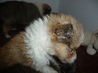 des O'Connelli - Shetland Sheepdog - Portée née le 19/07/2013