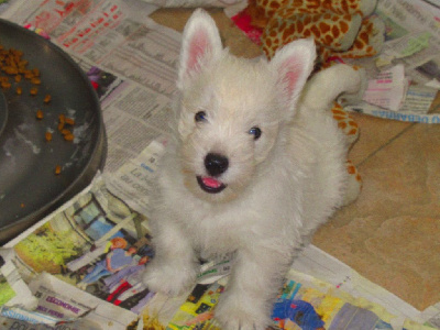 des O'Connelli - West Highland White Terrier - Portée née le 26/04/2022