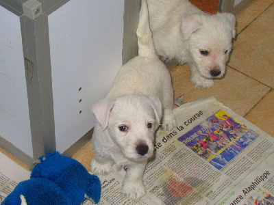 des O'Connelli - West Highland White Terrier - Portée née le 05/03/2022