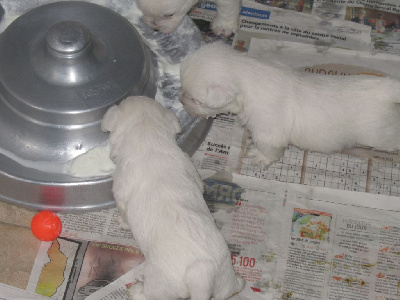 des O'Connelli - West Highland White Terrier - Portée née le 07/10/2024