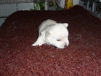 des O'Connelli - West Highland White Terrier - Portée née le 06/09/2009