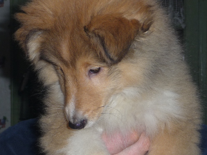 des O'Connelli - Shetland Sheepdog - Portée née le 20/11/2011