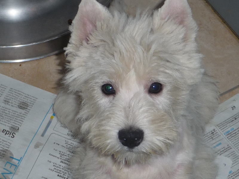 des O'Connelli - West Highland White Terrier - Portée née le 14/11/2013