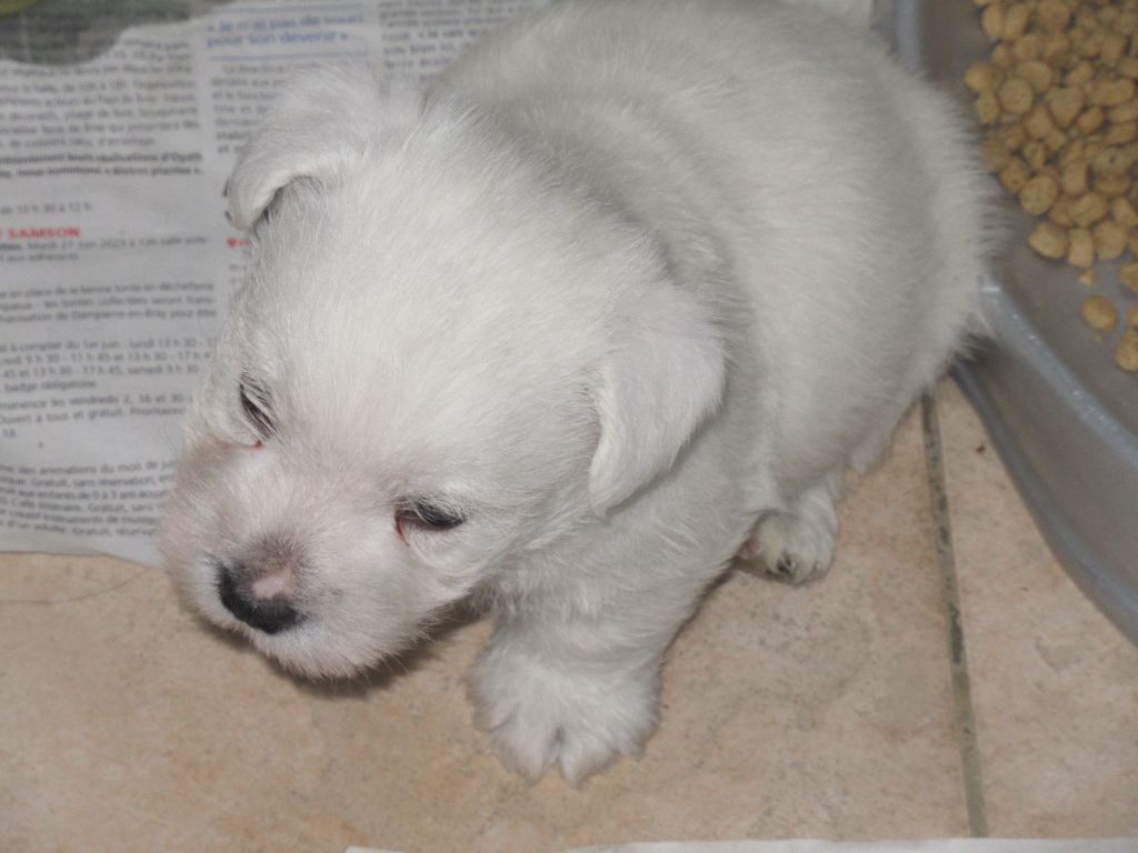 des O'Connelli - Chiot disponible  - West Highland White Terrier