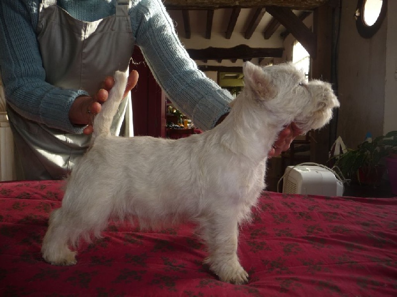 des O'Connelli - West Highland White Terrier - Portée née le 30/10/2014