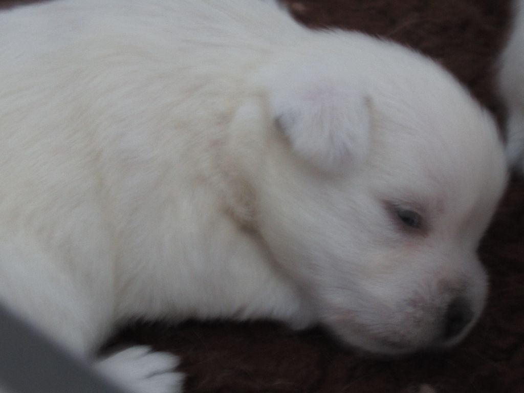 des O'Connelli - Chiot disponible  - West Highland White Terrier