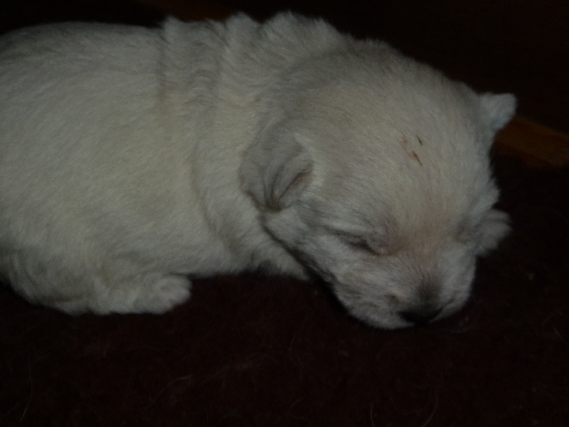 des O'Connelli - West Highland White Terrier - Portée née le 12/11/2013