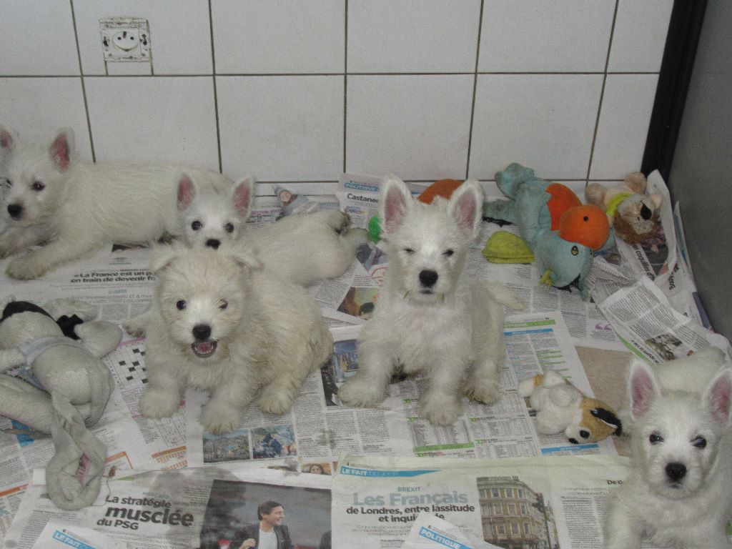 chiot West Highland White Terrier des O'Connelli