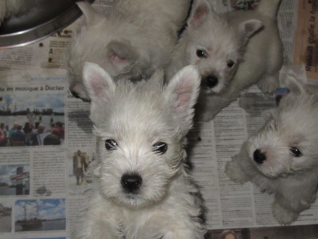 des O'Connelli - West Highland White Terrier - Portée née le 16/08/2019