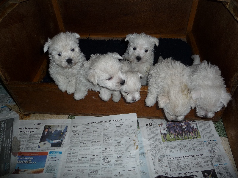 des O'Connelli - West Highland White Terrier - Portée née le 15/09/2008