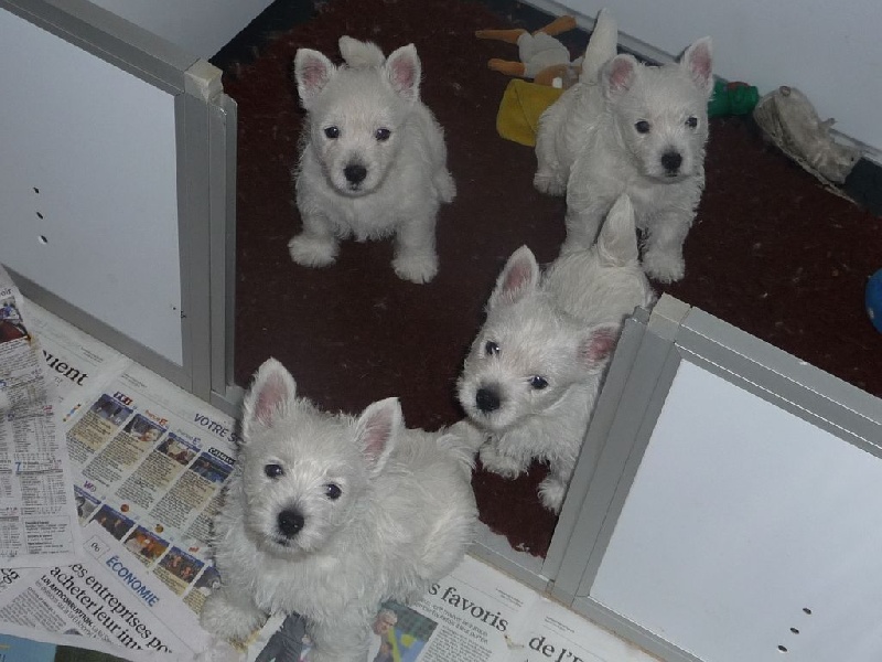 des O'Connelli - West Highland White Terrier - Portée née le 02/05/2016
