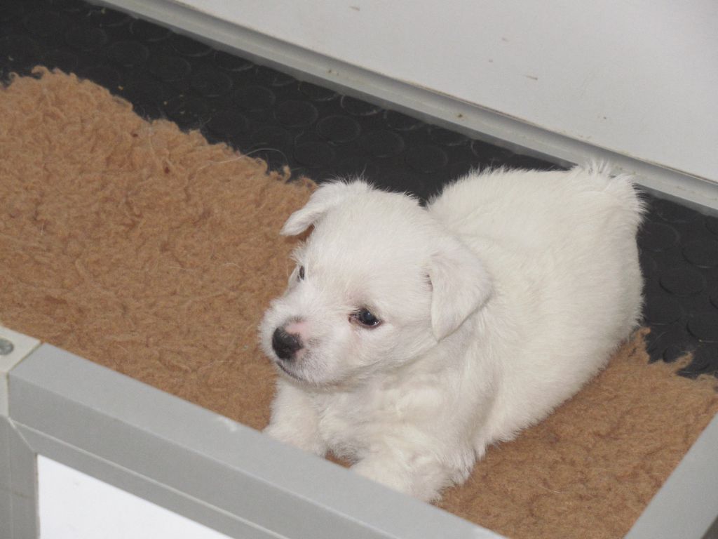 des O'Connelli - Chiot disponible  - West Highland White Terrier