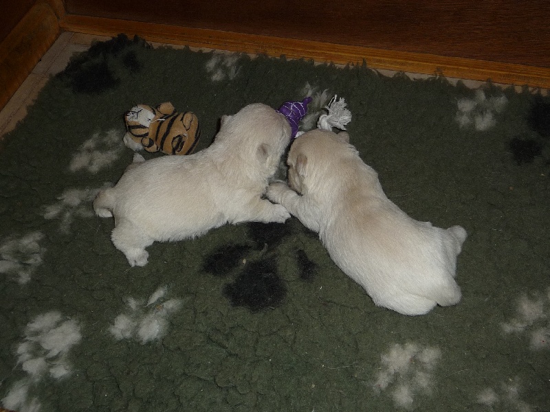 des O'Connelli - West Highland White Terrier - Portée née le 20/03/2011