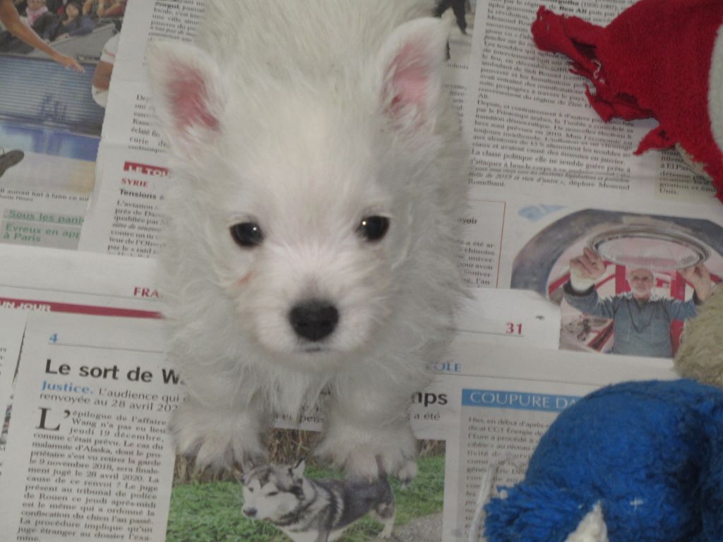 des O'Connelli - West Highland White Terrier - Portée née le 14/03/2021