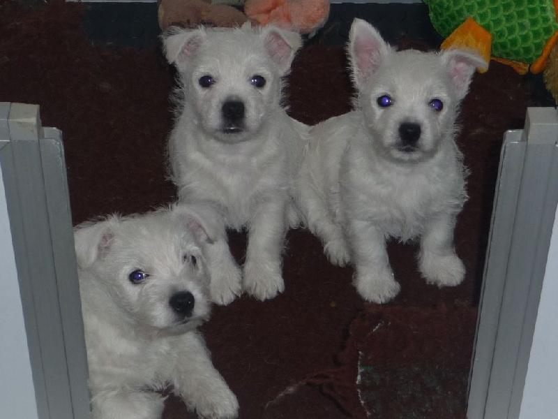 des O'Connelli - West Highland White Terrier - Portée née le 17/09/2015