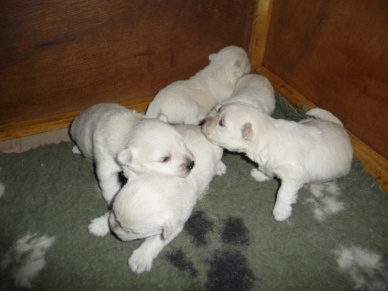 des O'Connelli - West Highland White Terrier - Portée née le 27/08/2010