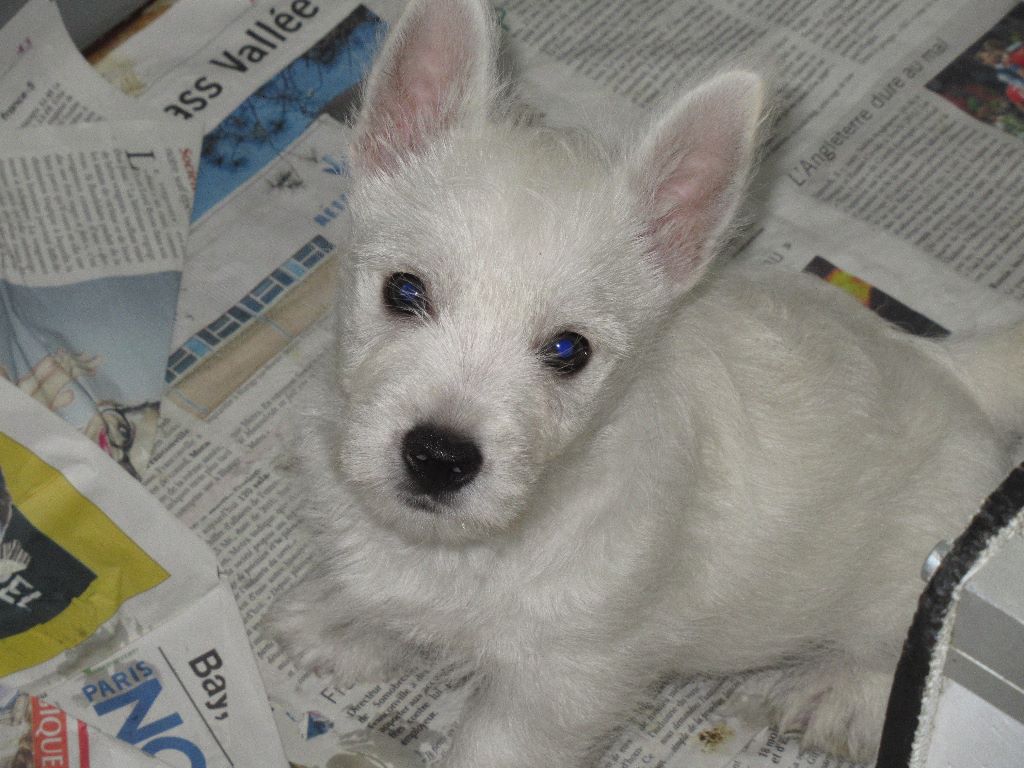 des O'Connelli - West Highland White Terrier - Portée née le 06/03/2020