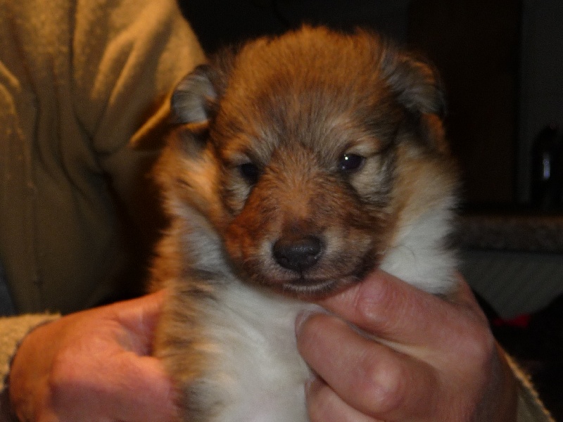 des O'Connelli - Shetland Sheepdog - Portée née le 25/05/2011