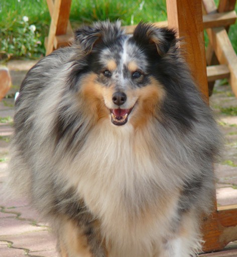 Tessy glamour girl des O'Connelli