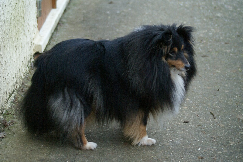 Tootsy black des O'Connelli
