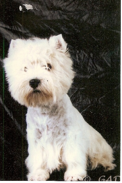 As de coeur des O'Connelli