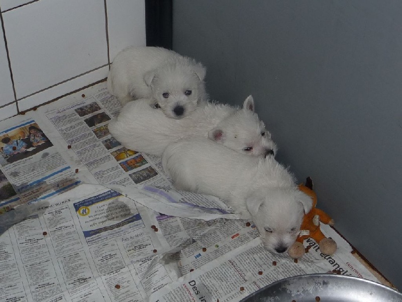 des O'Connelli - West Highland White Terrier - Portée née le 03/11/2016