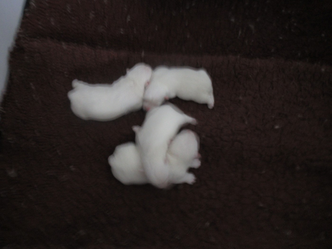 Chiot West Highland White Terrier des O'Connelli