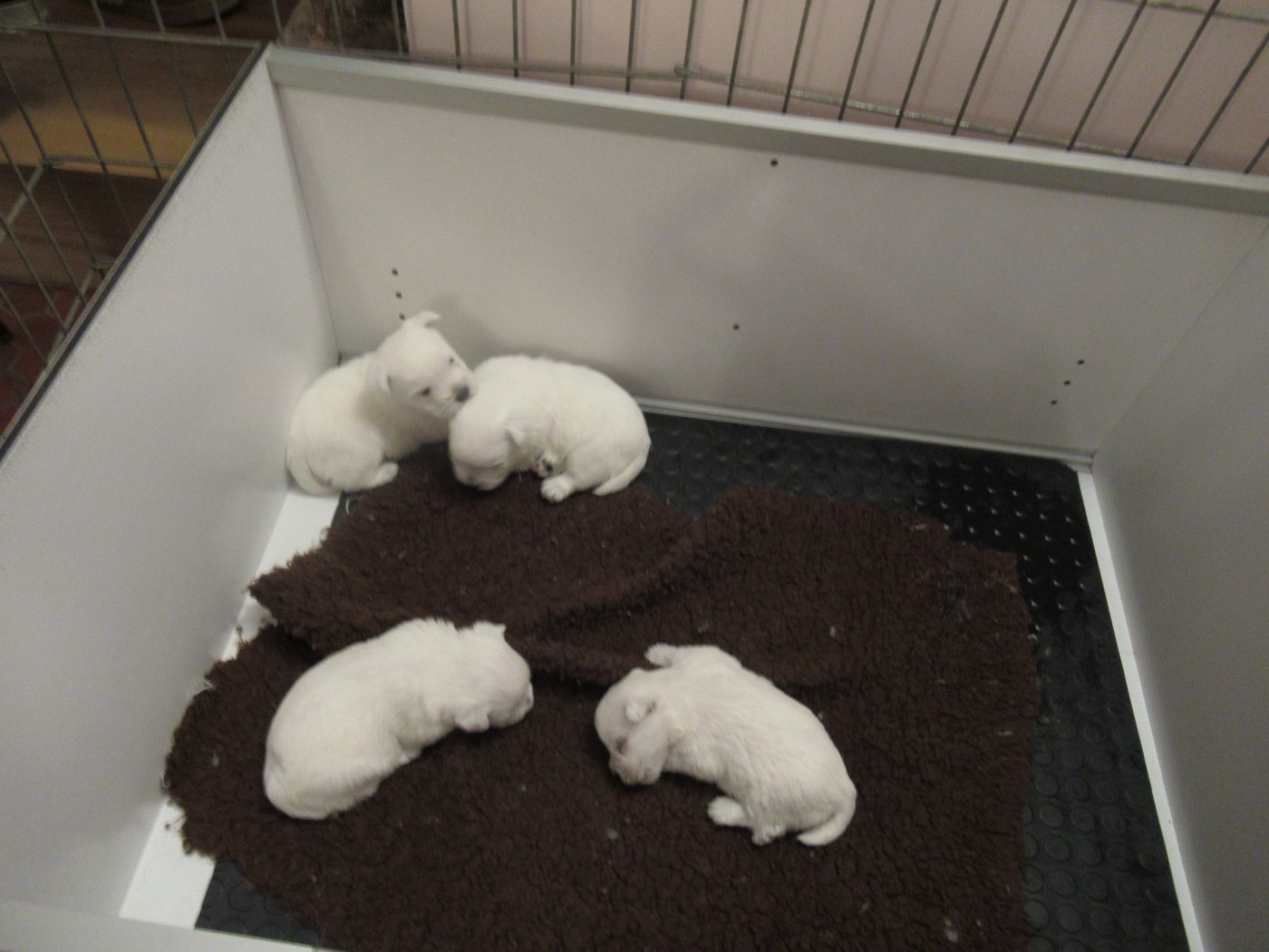 des O'Connelli - Chiots disponibles - West Highland White Terrier